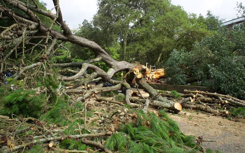 Fallen tree cut into sections after a storm